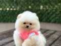 Pomeranian ayıcık