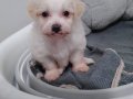 2 aylık Erkek Maltese Terrier 