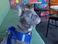 Blue özel french Bulldog ( açıklamayı oku)ACİL!