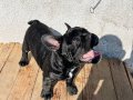 French Bulldog Ömürlük Yeni Yuvasını Arayan Yavrum