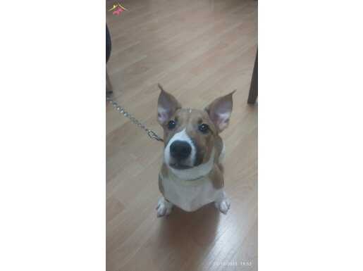 YAVRU SORUNLARI BİTMİŞ, AŞILI,TUVALET EĞİTİMLİ 5 AYLIK YAVRU