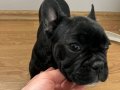 French Bulldog Yeni Ömürlük Yuvasını Arayan Yavrum