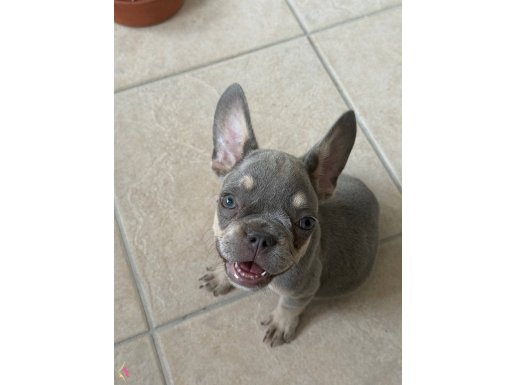 MÜKKEMMEL ANATOMİ FRENCH BULDOG LİLAC TAN