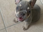 MÜKKEMMEL ANATOMİ FRENCH BULDOG LİLAC TAN