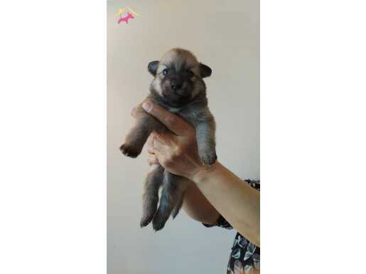 Yeni Doğmuş Safkan Pomeranian Yavrular Satışta!