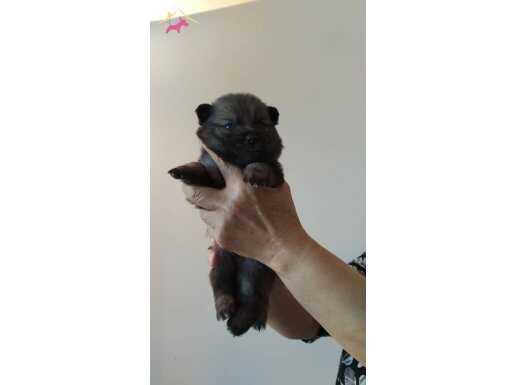 Yeni Doğmuş Safkan Pomeranian Yavrular Satışta!