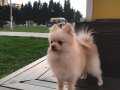 Pomeranian Boo Full + Full Petss