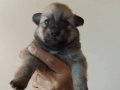 Yeni Doğmuş Safkan Pomeranian Yavrular Satışta!