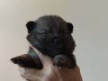Yeni Doğmuş Safkan Pomeranian Yavrular Satışta!