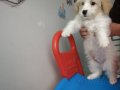 maltipoo 2 aylık