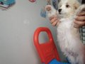 maltipoo 2 aylık