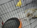 maltipoo 2 aylık