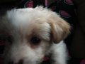 maltipoo 2 aylık