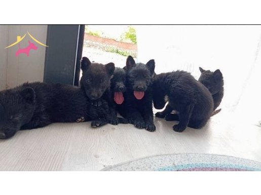 Solid Black Alman Çoban Son 4 Yavru 