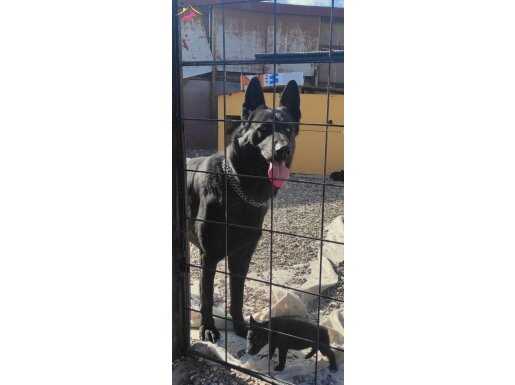 Solid Black B Clor SoN 3 YavrumuZ