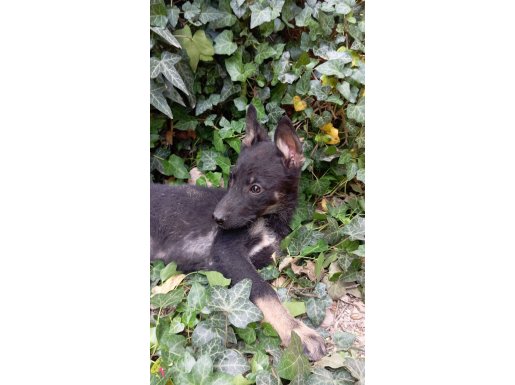 A++ Kalite  Yavrularımızdan Son 1 dişi 1 erkek 