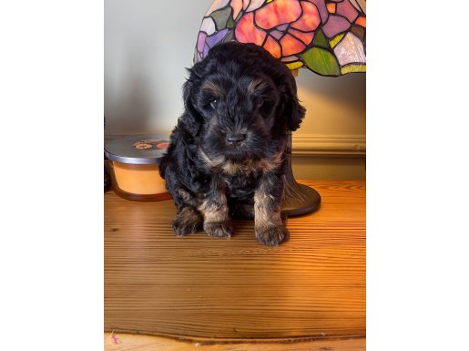 ÇOK ACİL Toy Poodle bebekler nadir renk!