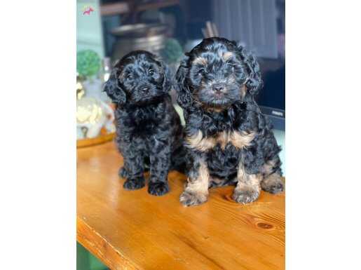 Anne Altından 2.5 aylık Nadir Renk Son 1 Adet Toy Poodle 