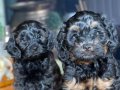 Anne Altından 2.5 aylık Nadir Renk Son 1 Adet Toy Poodle 