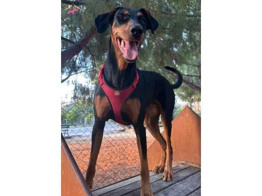 Doberman Cinsi Köpeğime Bahçeli Evli Sıcak Bir Yuva Arıyorum