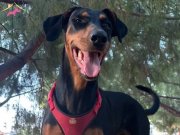 Doberman Cinsi Köpeğime Bahçeli Evli Sıcak Bir Yuva Arıyorum