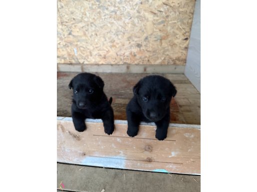 Solid black workingline alman çoban köpeği 