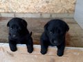 Solid black workingline alman çoban köpeği 