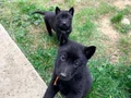 Solid black Alman çoban köpeği 