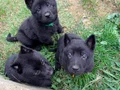 Solid black Alman çoban köpeği 