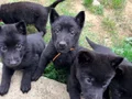 Solid black Alman çoban köpeği 