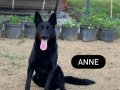 Solid black Alman çoban köpeği 