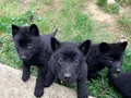 Solid black Alman çoban köpeği 