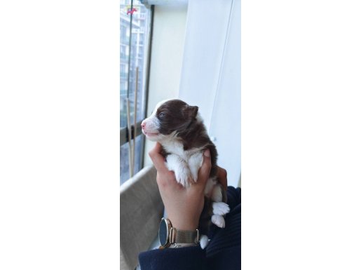 SaFKan Border Collie Anne Baba SCR belgeli 