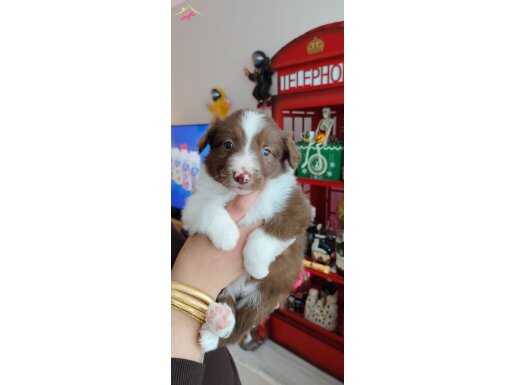 Safkan Border collie yavruları 