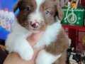 Safkan Border collie yavruları 
