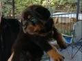 Rottweiler yakışıklı büyüyünce canavar köpek bakıcaksanız  