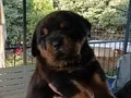 Rottweiler yakışıklı büyüyünce canavar köpek bakıcaksanız  