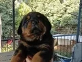 Rottweiler yakışıklı büyüyünce canavar köpek bakıcaksanız  