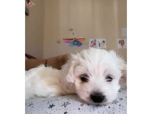 2 aylık yavru Maltese terrier 1 numara