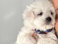 Yavru 2 aylık Maltese terrier