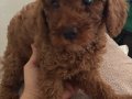 Sevimli dişi ve erkek poodle ev ortamında bakilmistir