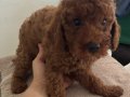 Sevimli dişi ve erkek poodle ev ortamında bakilmistir
