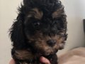 Sevimli dişi ve erkek poodle ev ortamında bakilmistir