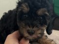 Sevimli dişi ve erkek poodle ev ortamında bakilmistir