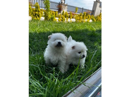 Pomeriaan boo yeni yuvalarını arıyor 