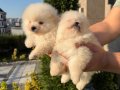3 adet pomeranian boo bebeklerimiz yeni yuvalarını bekliyor 