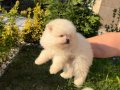 3 adet pomeranian boo bebeklerimiz yeni yuvalarını bekliyor 