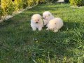 3 adet pomeranian boo bebeklerimiz yeni yuvalarını bekliyor 