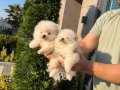 3 adet pomeranian boo bebeklerimiz yeni yuvalarını bekliyor 