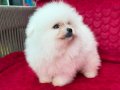 Bembeyaz pamuk kürklü Pomeranian Boo Yavrular